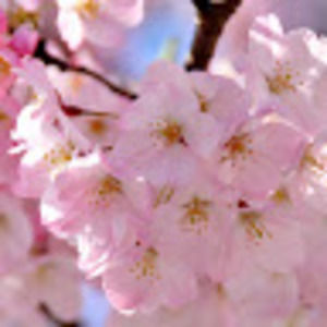 Meet your Posher, Clara